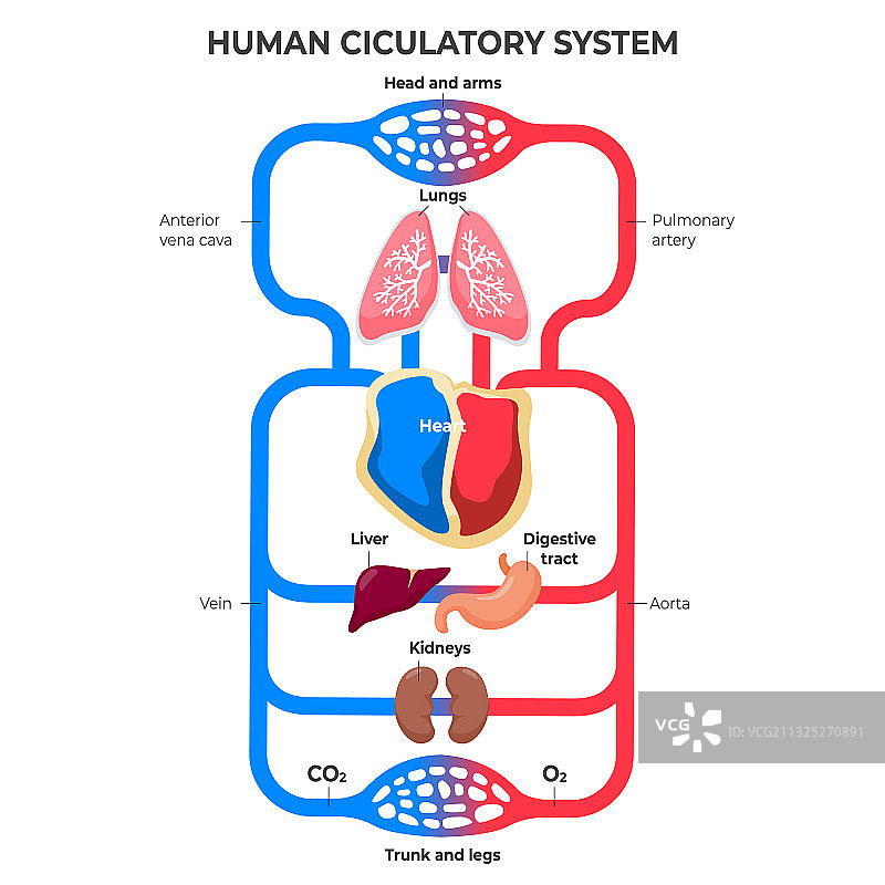 扁平风格循环系统信息图图片素材