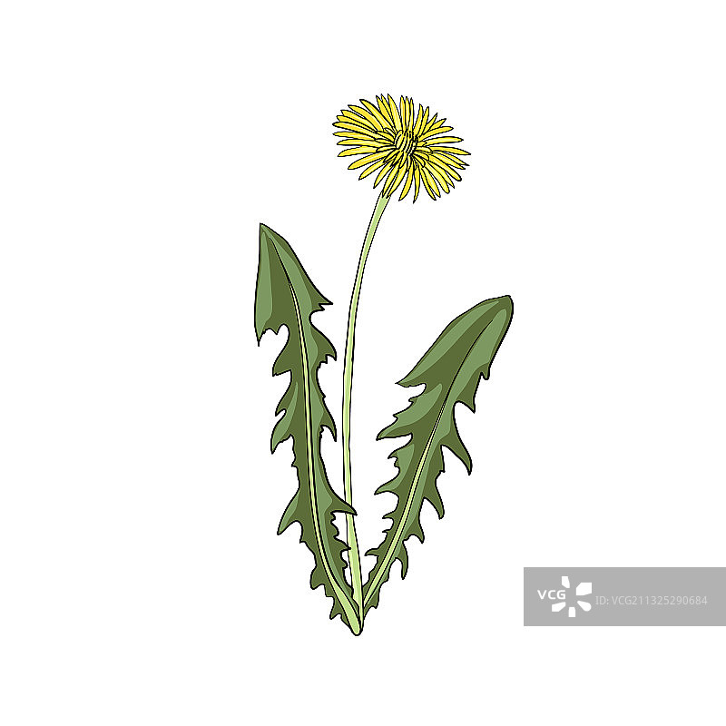 蒲公英绘画图片素材