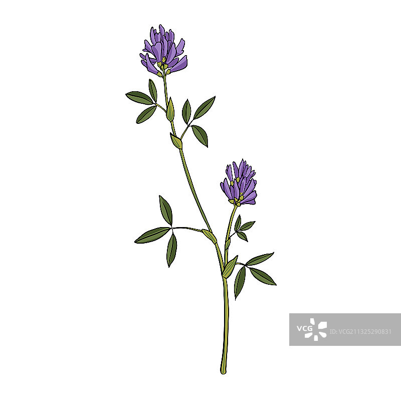 苜蓿绘画图片素材