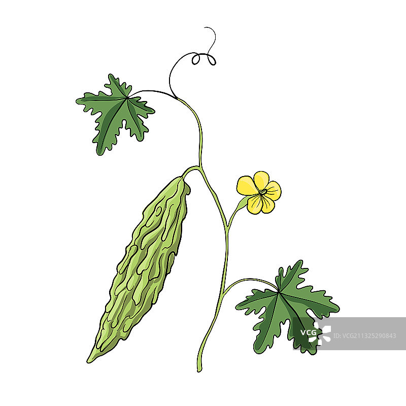 苦瓜植物绘画图片素材