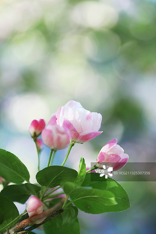 可爱的,海棠花,特写,春天图片素材