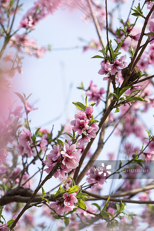 桃花林,色彩鲜艳,自然美图片素材