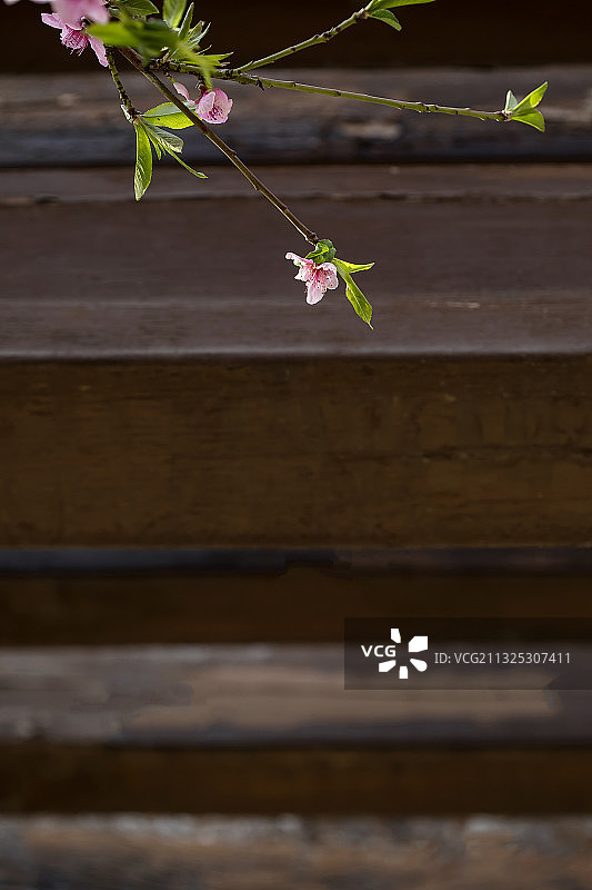 网栅栏,桃花,景观设计,中国文化图片素材