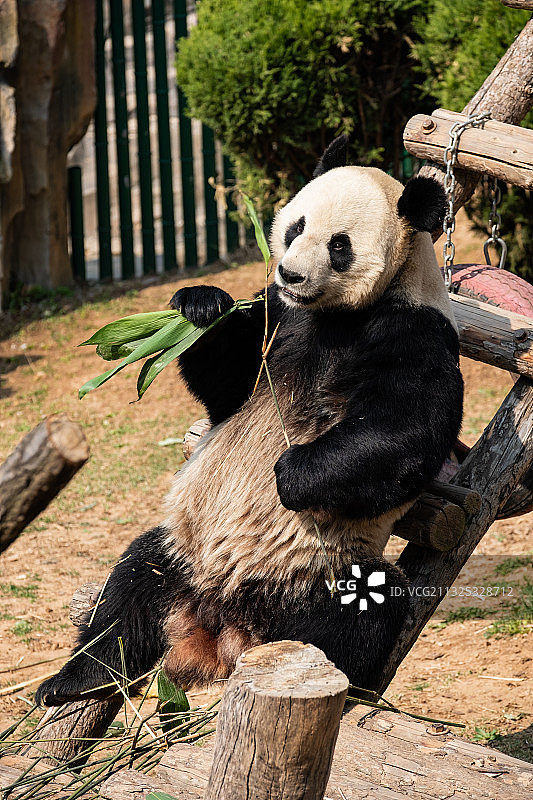 吃竹子的大熊猫图片素材
