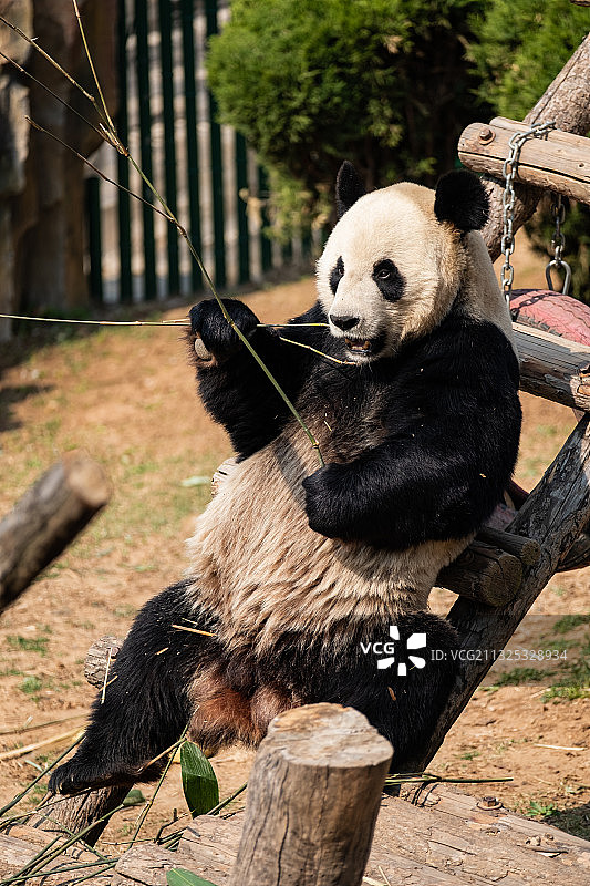 吃竹子的大熊猫图片素材