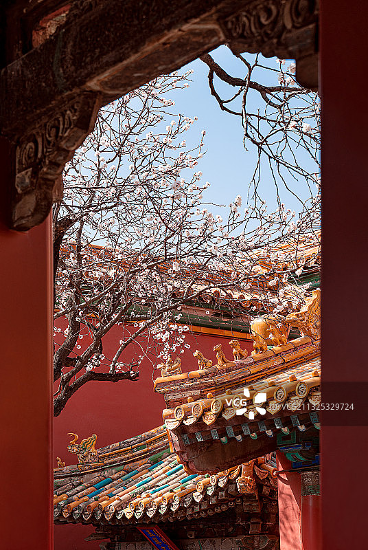 春天北京故宫博物院里盛开的杏花图片素材