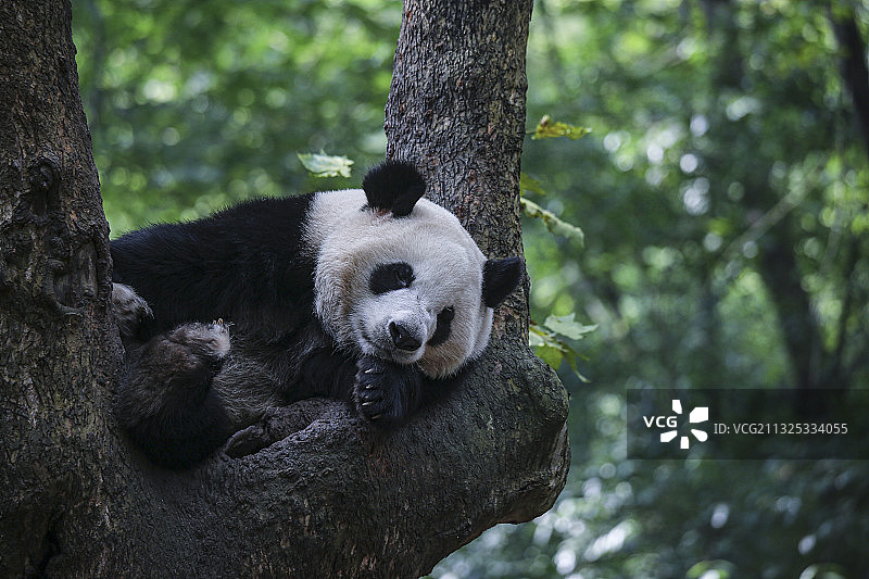 树上的熊猫图片素材