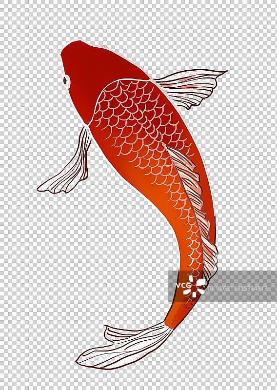 锦鲤图片素材