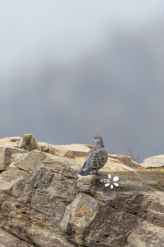栖息于低山丘陵、山地阔叶林间，于林地里觅食的山斑鸠鸟图片素材