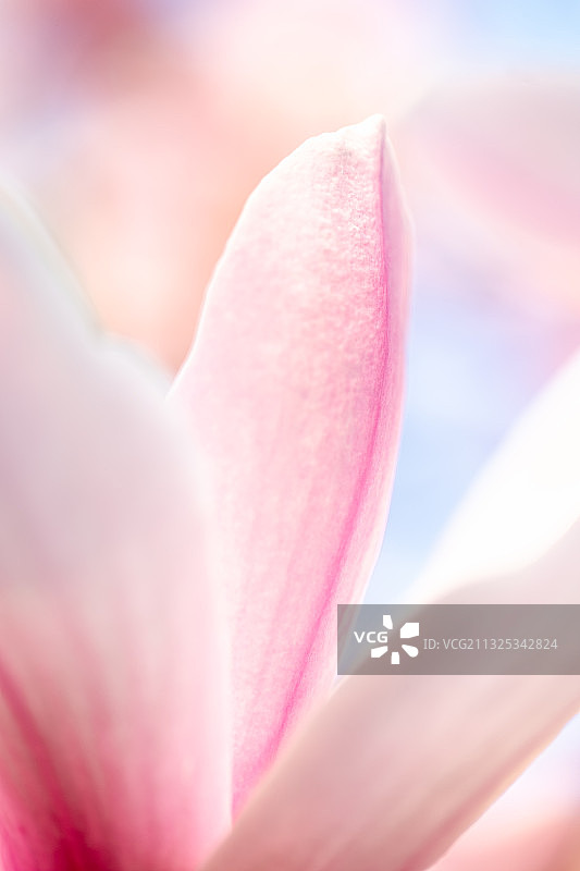 春天玉兰花瓣特写图片素材