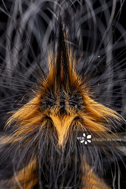 老狐狸？图片素材