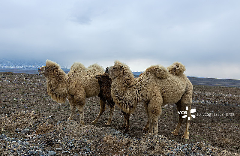 中国新疆双峰骆驼图片素材