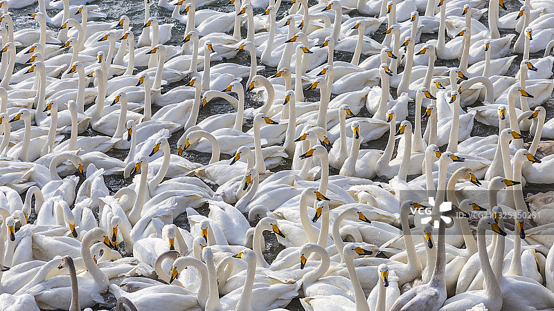 山东省威海市荣成市烟墩角白天鹅图片素材