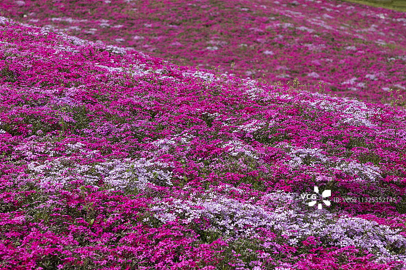 芝樱 天蓝绣球 福禄考图片素材