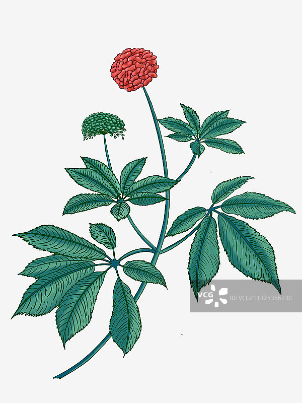 三七花茎叶插画图片素材