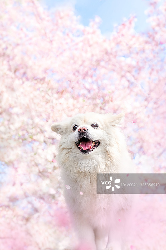 樱花和博美犬图片素材