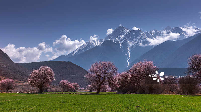 林芝桃花图片素材