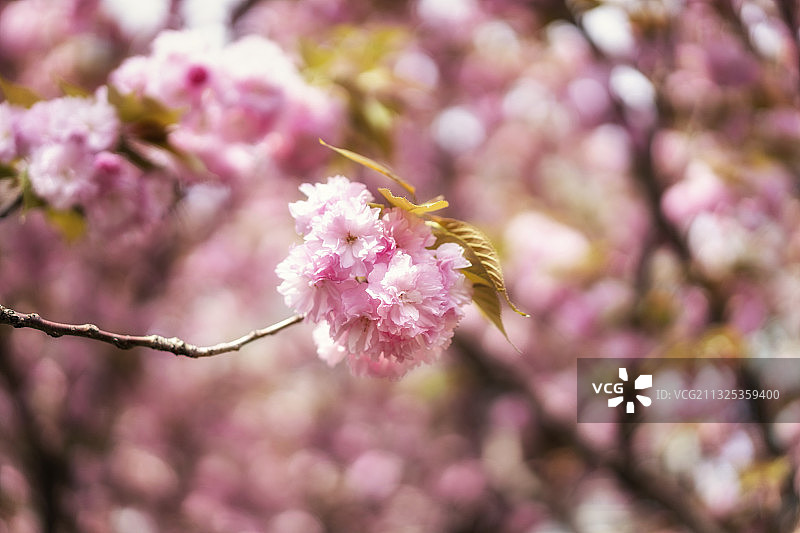 樱花特写图片素材