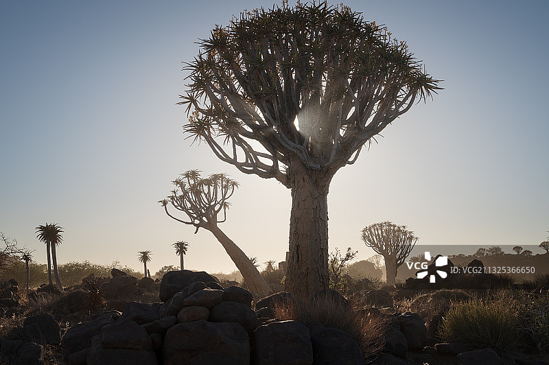 箭袋树，纳米比亚美丽的自然风景图片素材