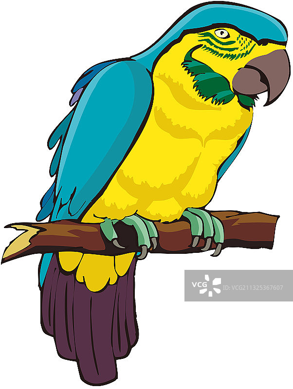 鹦鹉图片素材