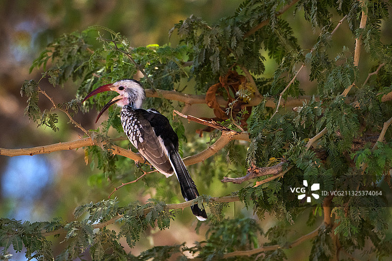 南黄弯嘴犀鸟图片素材