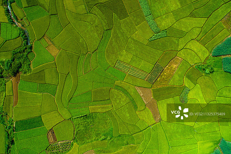 《中华茉莉园》图片素材