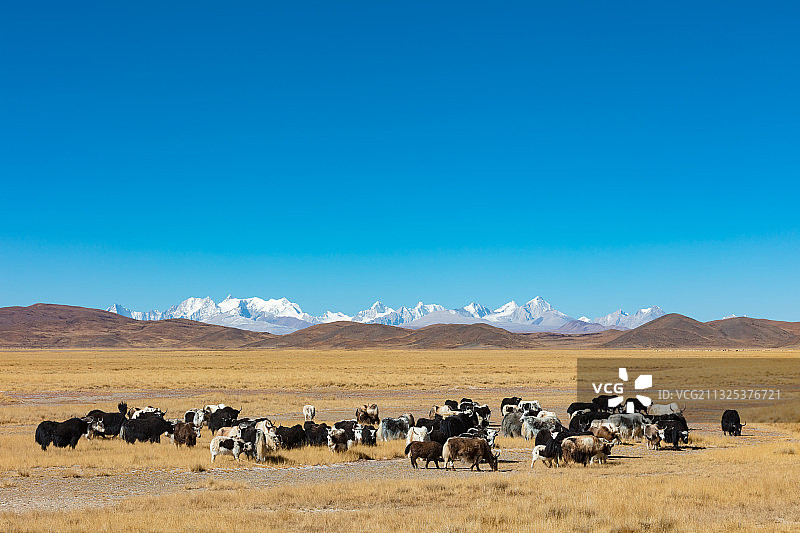 西藏日喀则市仲巴县境内的牦牛群。图片素材