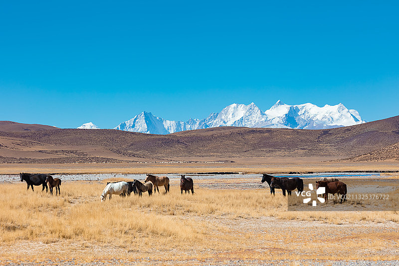 西藏日喀则市仲巴县境内的马群。图片素材