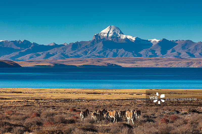 西藏阿里地区的圣湖玛旁雍错,远处是冈仁波齐，前面是藏野驴。图片素材