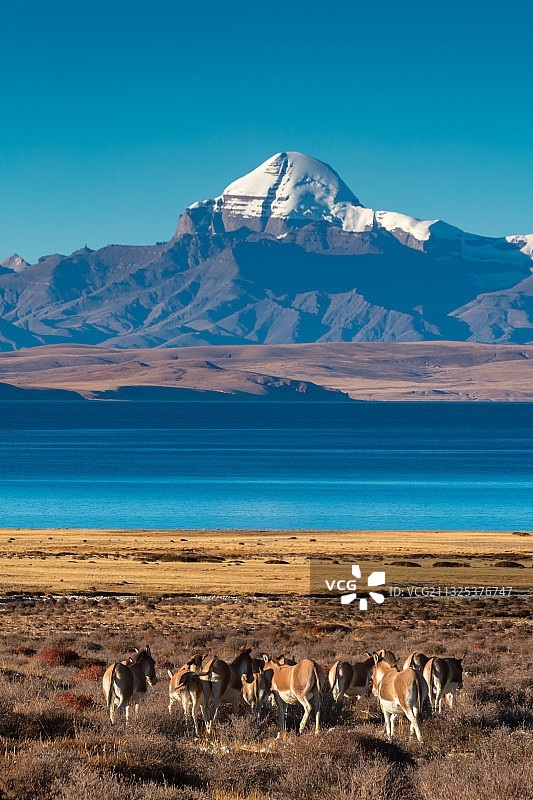 西藏阿里地区的圣湖玛旁雍错,远处是冈仁波齐，前面是藏野驴。图片素材