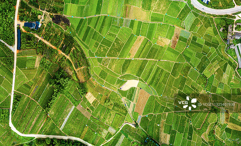 《中华茉莉园》图片素材