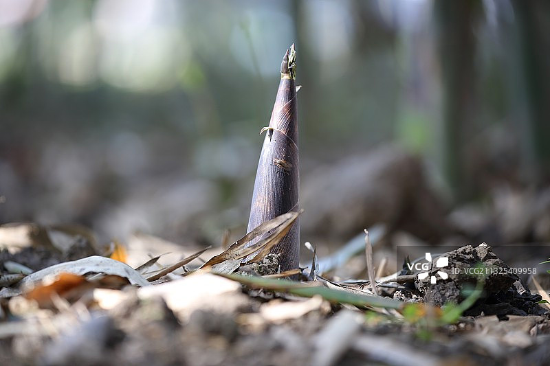 上海本地春笋图片素材