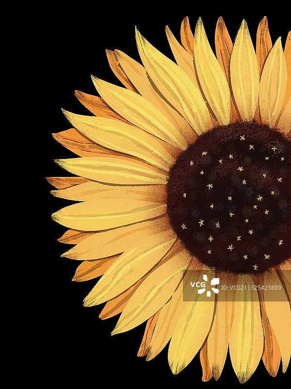 向日葵图片素材