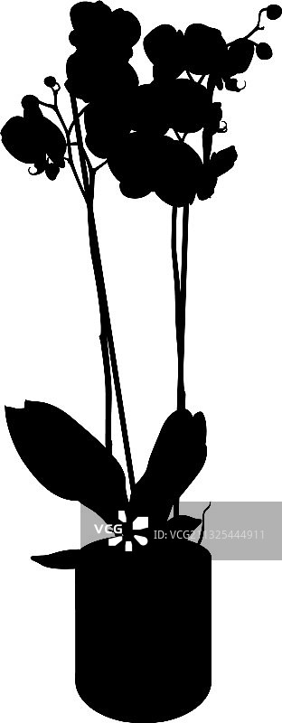 兰花剪影图片素材