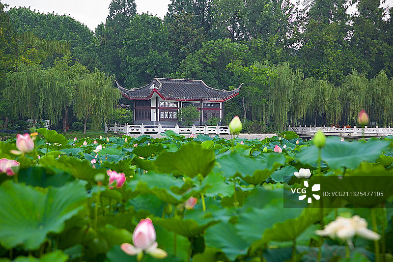 江苏省扬州市莲花池景区荷花风光图片素材