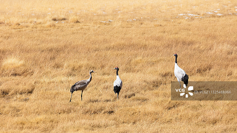 西藏自治区阿里地区日土县的黑颈鹤图片素材