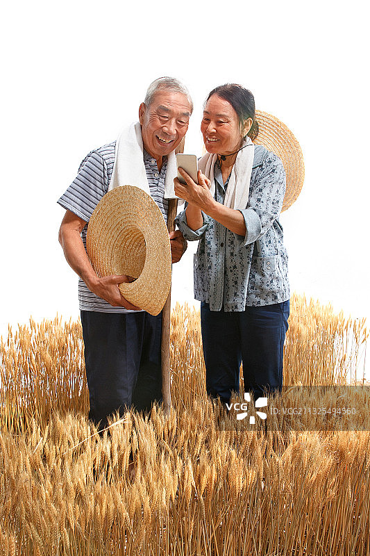 农民夫妇在麦田里用手机视频图片素材