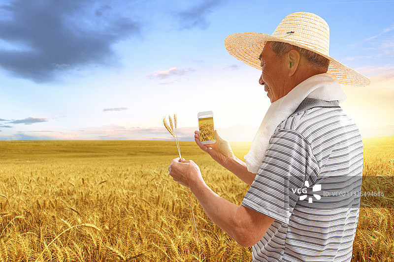 农民站在麦田里看手机图片素材