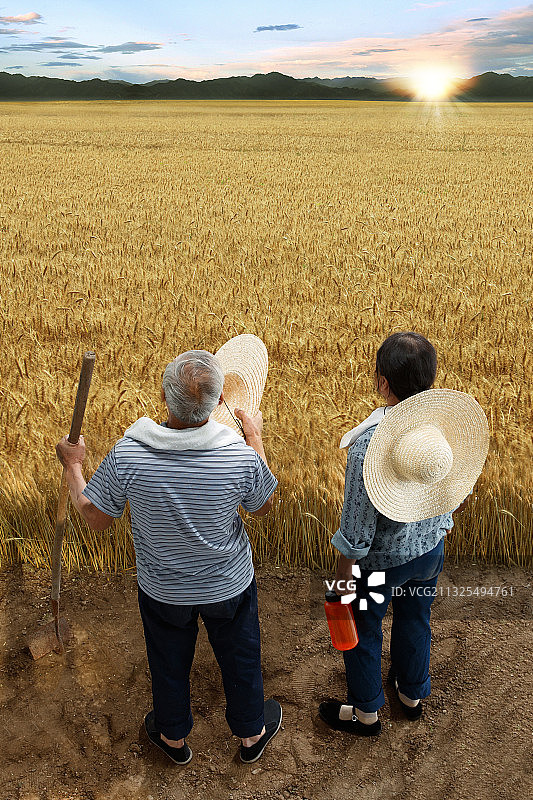 农民夫妇在麦田里劳动图片素材