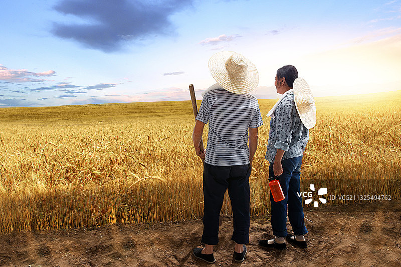 农民夫妇在麦田里劳动图片素材