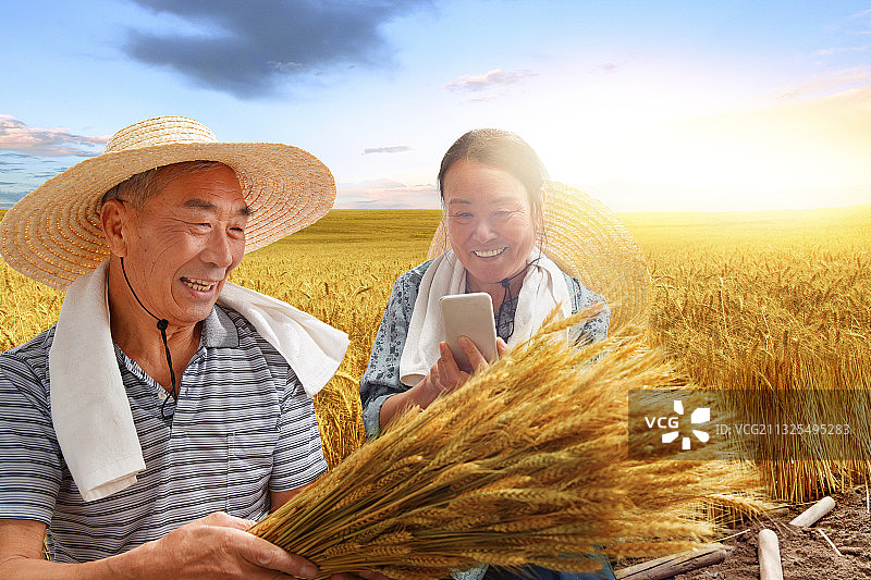 农民夫妇坐在麦田里用手机视频图片素材
