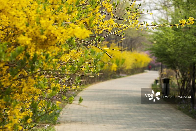 槐新公园 北京图片素材