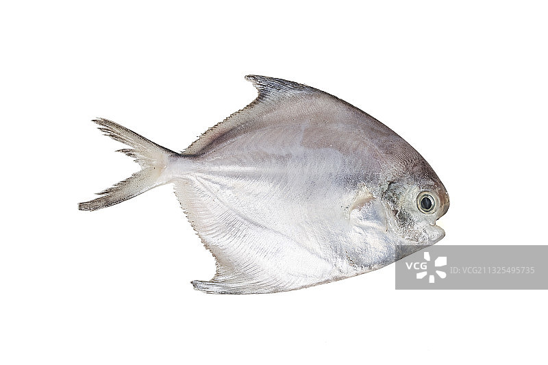 新鲜鲳鱼图片素材