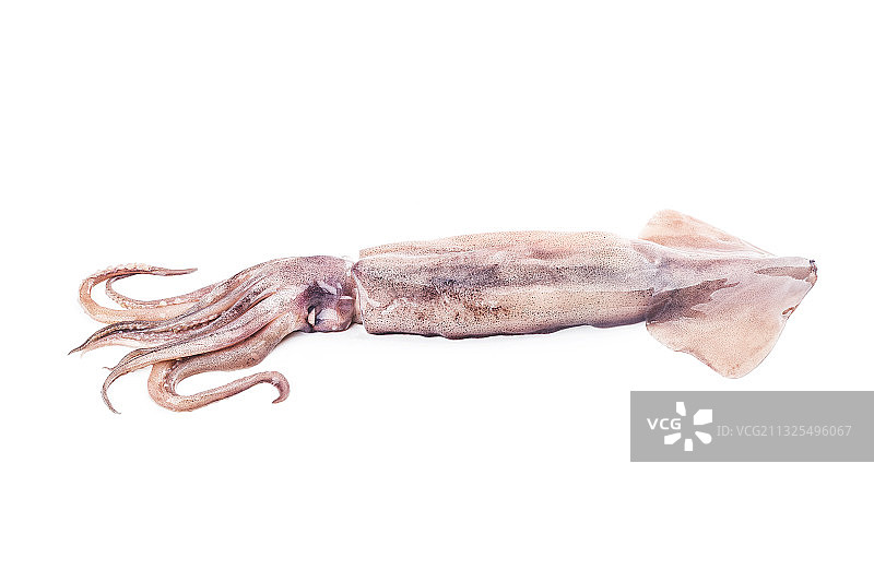 新鲜鱿鱼图片素材