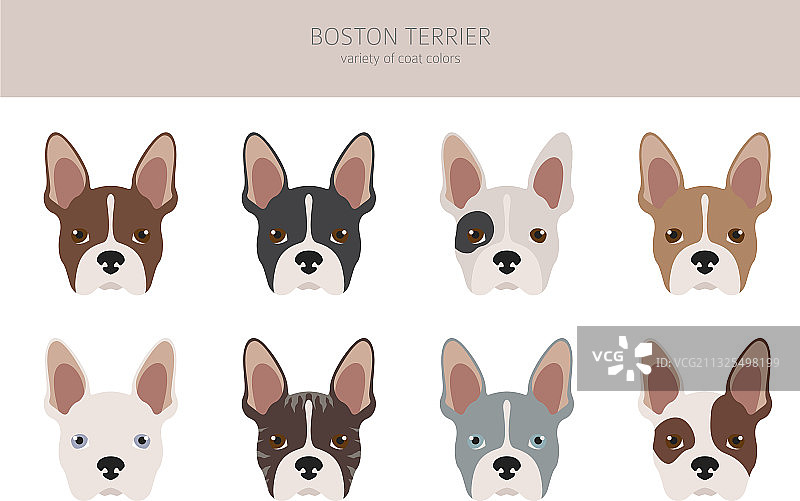不同毛色的波士顿梗剪贴画套装图片素材