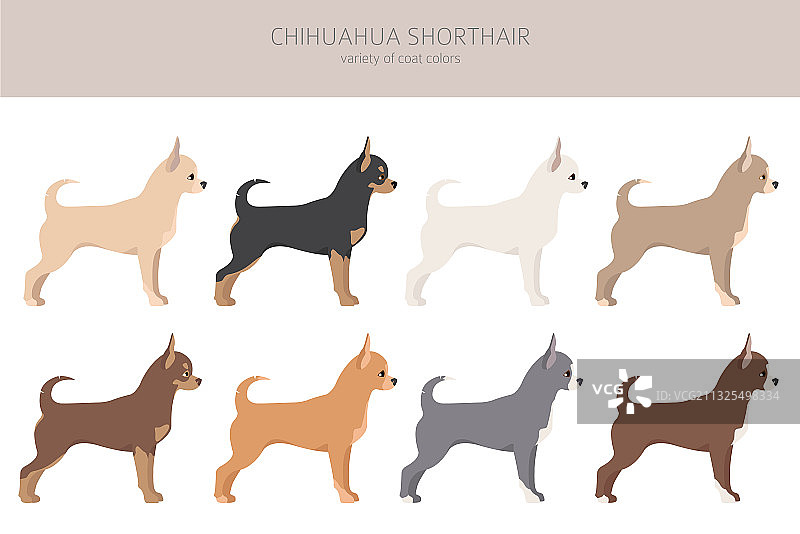 不同毛色的吉娃娃犬图片素材