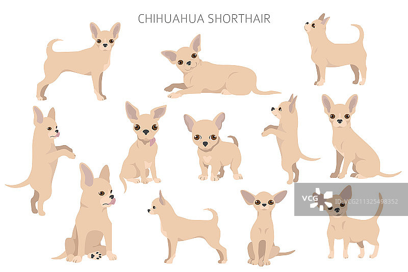 不同姿势的吉娃娃犬：成年犬和小狗图片素材