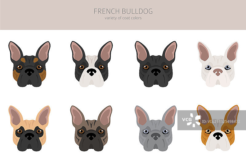 不同毛色的法国斗牛犬品种图片素材