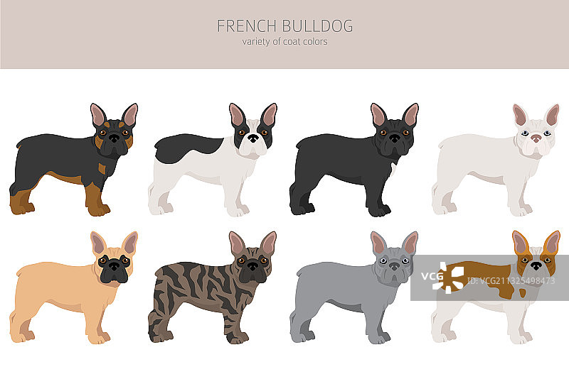 不同毛色的法国斗牛犬品种图片素材