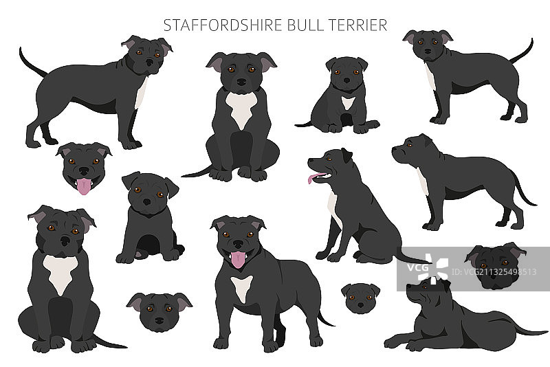 不同姿势的斯塔福德郡斗牛梗犬图片素材